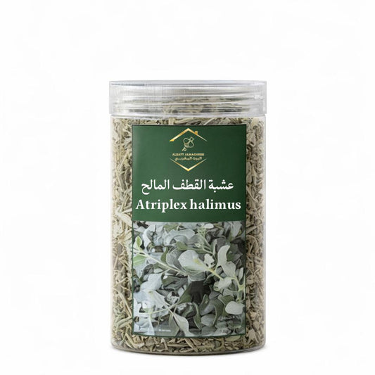 عشبة القطف المالح (Atriplex halimus)