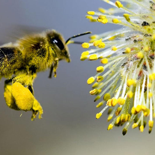 حبوب اللقاح (Pollen)